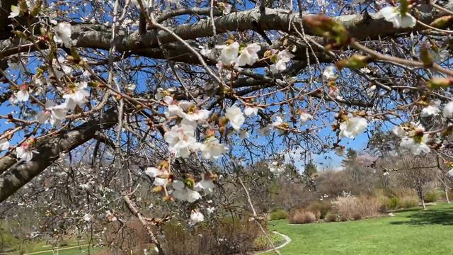 Сакуры в цвету - Sakura -10- 'Washi-no-o' - Arnold Arboretum - 19-April-2022 - (IMG 5826 4)