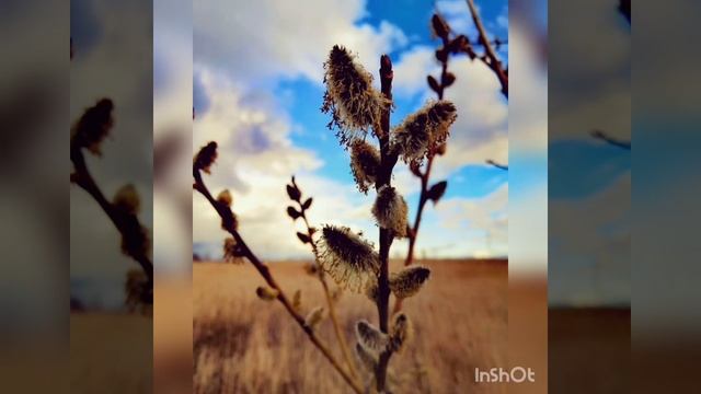 2 мая 2020 г. Весенняя нежность. Елена Дмитриева.