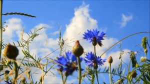 ПЕСНЯ "Васильки"