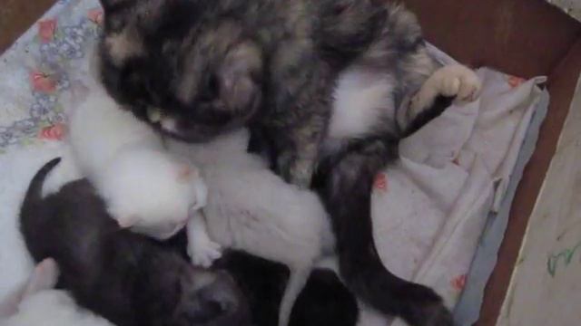 ЭКЗОТЫ д.р.17.02.11-3.avi