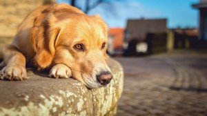 Тушда Ит курса | Tushda It ko'rsa