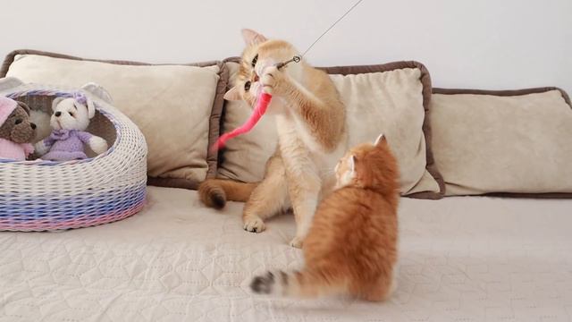 Baby Kitten Named Pixel MEETS His Father - Cat William. 😍 Precious Moment !!