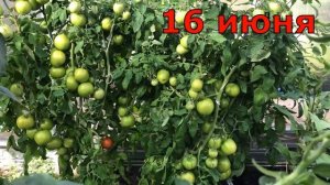 Томат СНЕГИРЬ Подробное описание сорта