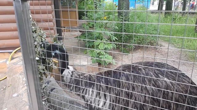 Эму в Санкт-Петербургском зоопарке смотреть онлайн