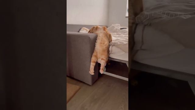 Рыжий потягун смотреть онлайн