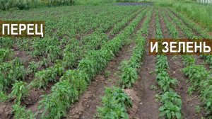 Выращивание болгарского перца и укропа. КФХ Кончиц.