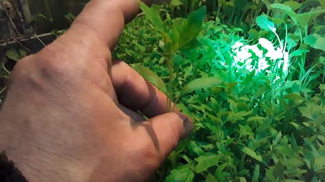 Пикировка по старому методу, с грядок. смотреть онлайн