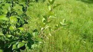 В какую погоду улетают рои?!#пасека #пчеловодство