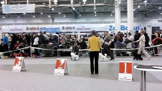 Хрустальный Кубок Украины 2012" той пудель 19 ч смотреть онлайн