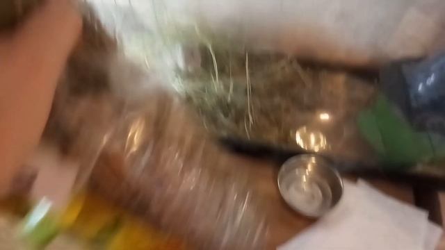 Монгольская песчанка. Уход и содержание песчанки смотреть онлайн