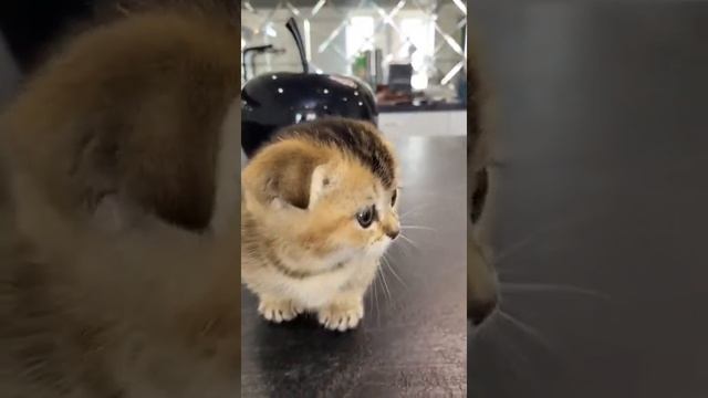 Маленький котенок #Котик смотреть онлайн