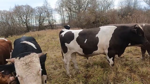 Рекордный вес бычка в 1 год.