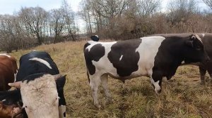 Рекордный вес бычка в 1 год.