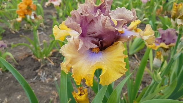 land dann under ирис смотреть онлайн