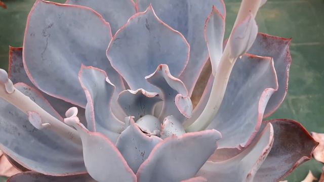A beleza da Echeveria Afterglow + dicas de cultivo da mesma смотреть онлайн