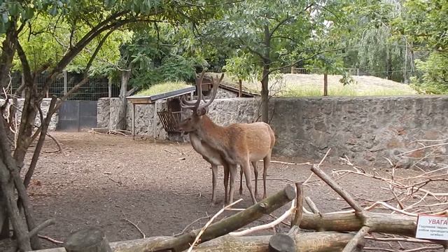 ♥♥ Летняя прогулка по зоопарку ♥ поехали со мной ♥♥ смотреть онлайн