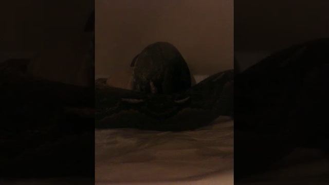 New 9' Female Normal Het Albino смотреть онлайн