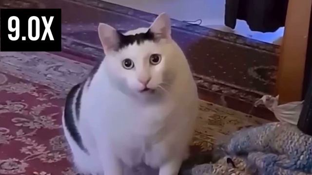Huh Cat 999 9999x смотреть онлайн