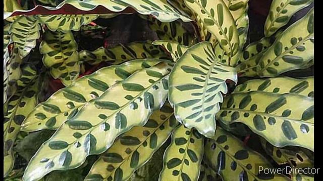 Calathea plant and more varieties @joemarviloriachannel2783 смотреть онлайн
