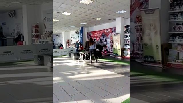 Волгоград выставка собак февраль 2020. Ринг ротвейлеров. Эксперт Александров. смотреть онлайн
