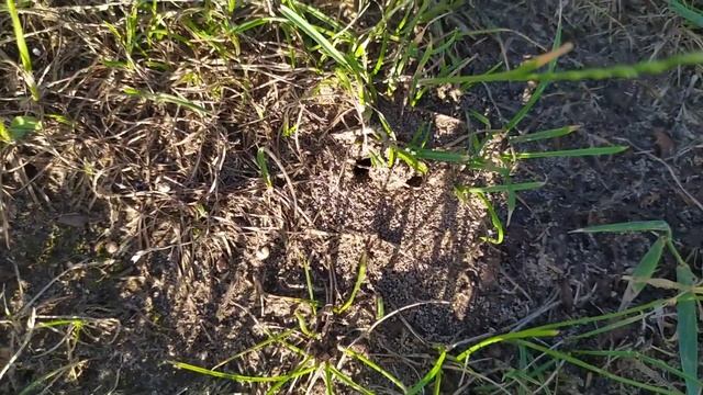 как избавиться от муравьев навсегда