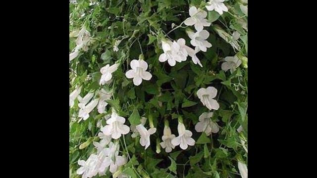 АЗАРИНА  или  МАУРАНДИЯ  (ASARINA = MAURANDIA)  сем. Норичковые