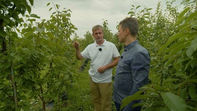 ПРОДАВАТЬ САЖЕНЦЫ? | КАК РАБОТАЕТ ПИТОМНИК РАСТЕНИЙ | ПОДРЕЗКА, ПРИВИВКА, ШТАМБЫ | ОТ СОХИ ДО СОХИ смотреть онлайн