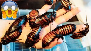 Гигантские шипящие насекомые. Мадагаскарские тараканы
