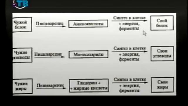 Биология для чайников. Урок 17. Обмен веществ в организме смотреть онлайн