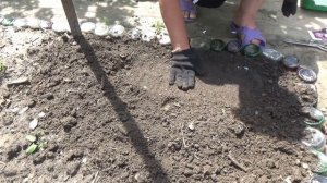 Турецкая гвоздика летом Я сею ее на рассаду в открытом грунте