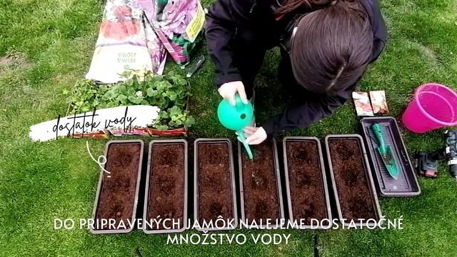 Výsadba muškátov смотреть онлайн