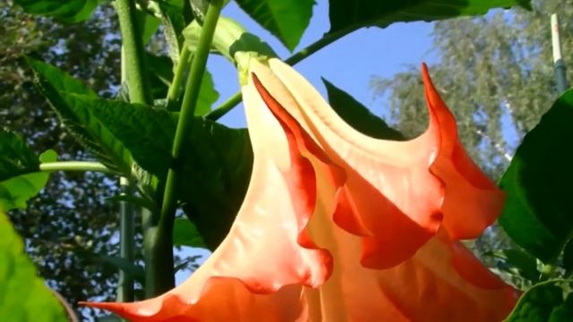 Бругмансия в саду на востоке Подмосковья смотреть онлайн