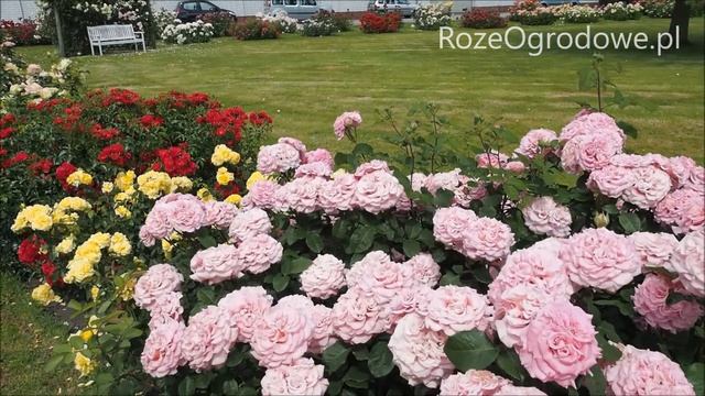 Róża o dużych kwiatach - ASHLEY смотреть онлайн
