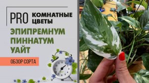 Эпипремнум пиннатум Уайт. Обзор сорта растения. Вариегатный и неприхотливый. Очень красивое растение