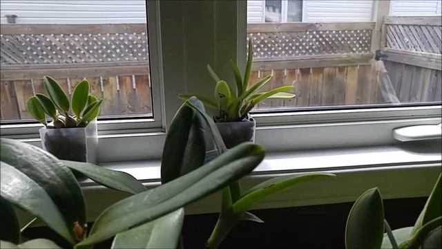 Cattleya orchids update - got some buds there too... смотреть онлайн