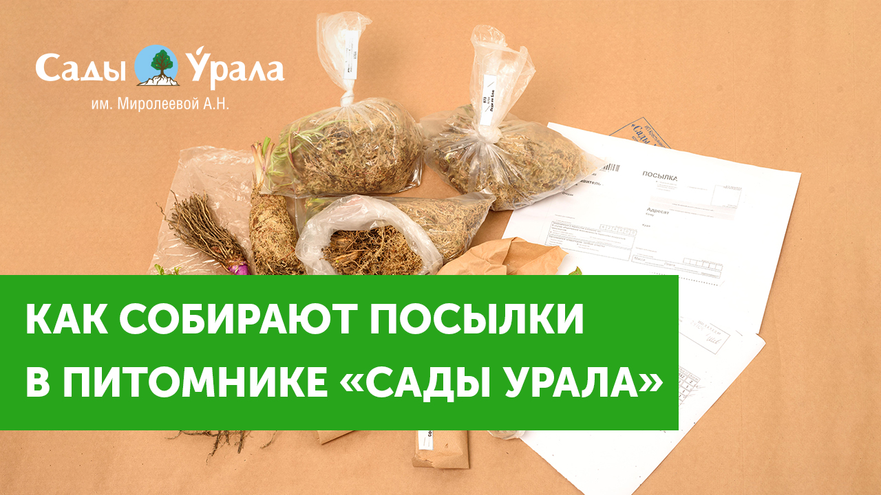 Как отправляют саженцы почтой в питомнике "Сады Урала"? смотреть онлайн
