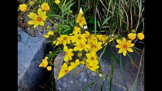 БИДЕНС (ЧЕРЕДА)  (BIDENS)  сем. Сложноцветные