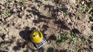 груша Анжелис