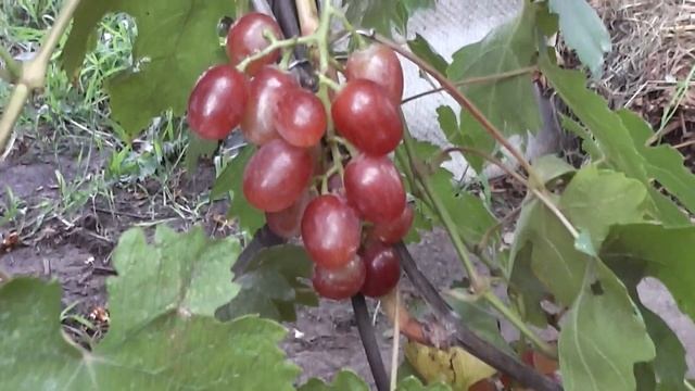 Новинка селекции винограда Голуба Анатолия Алексеевича смотреть онлайн