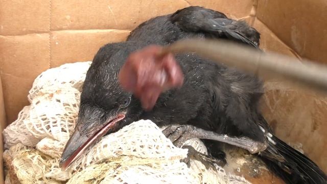 Выпал из гнезда грачонок смотреть онлайн