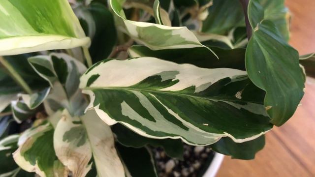 3 Variegated Calathea Compared: White Tiger, Fusion White, And Louisae Variegata