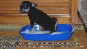 Как приучить той терьера к лотку и пеленке