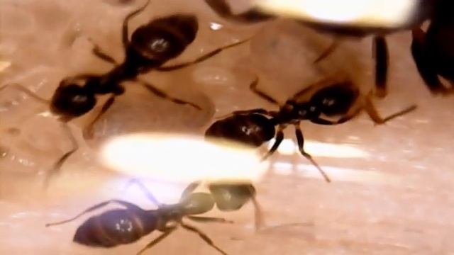 Муравьи (Муравьи под микроскопом № 3, lasius niger) смотреть онлайн