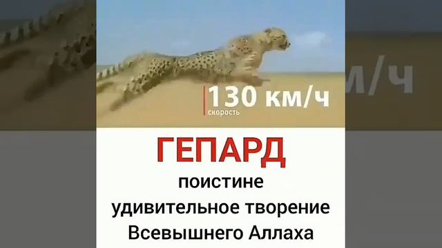 СУБХАНААЛЛАХ скорость ГеПАРДа смотреть онлайн
