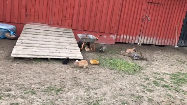 Вольерное содержание кроликов ?. Кроликов можно не кормить в током вольере))) смотреть онлайн