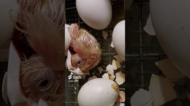 ПРИВЕТ! смотреть онлайн