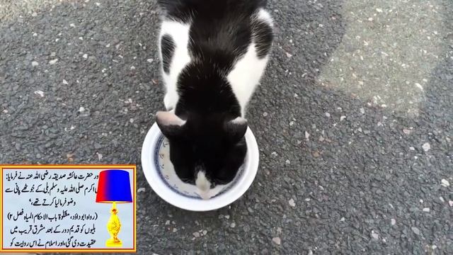 Lesser Known Facts About Cats | Ghar Men Bili Palna Kaisa Hy | Most Popular cats смотреть онлайн