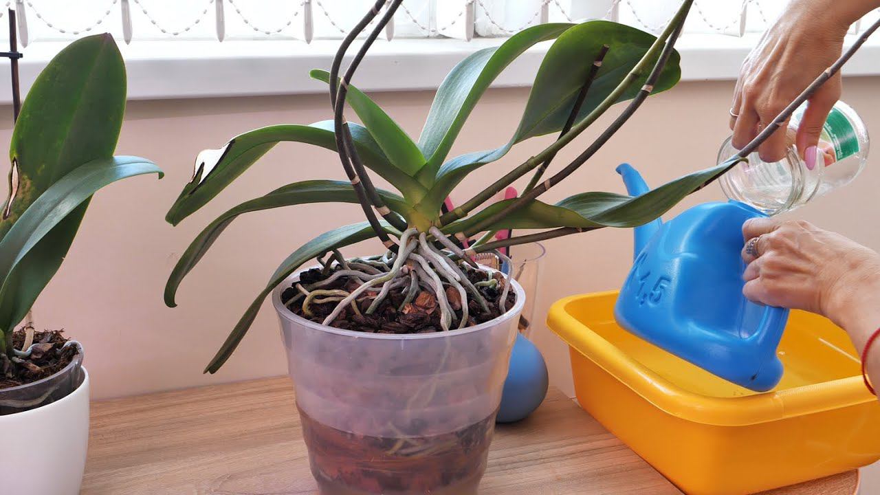 ПЕРЕСАДИЛИ, как дальше НЕ ПОГУБИТЬ ОРХИДЕЮ. смотреть онлайн