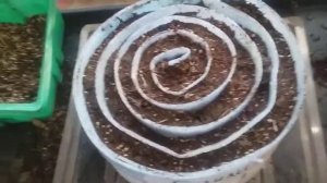 Сажаю базилик в улитку без пикировки в будущем.