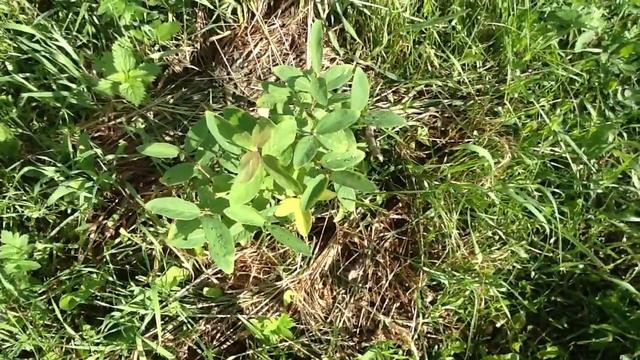 ЖИМОЛОСТЬ! Сбор первого урожая ! смотреть онлайн